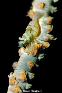 whip coral shrimp by Oscar Miralpeix 